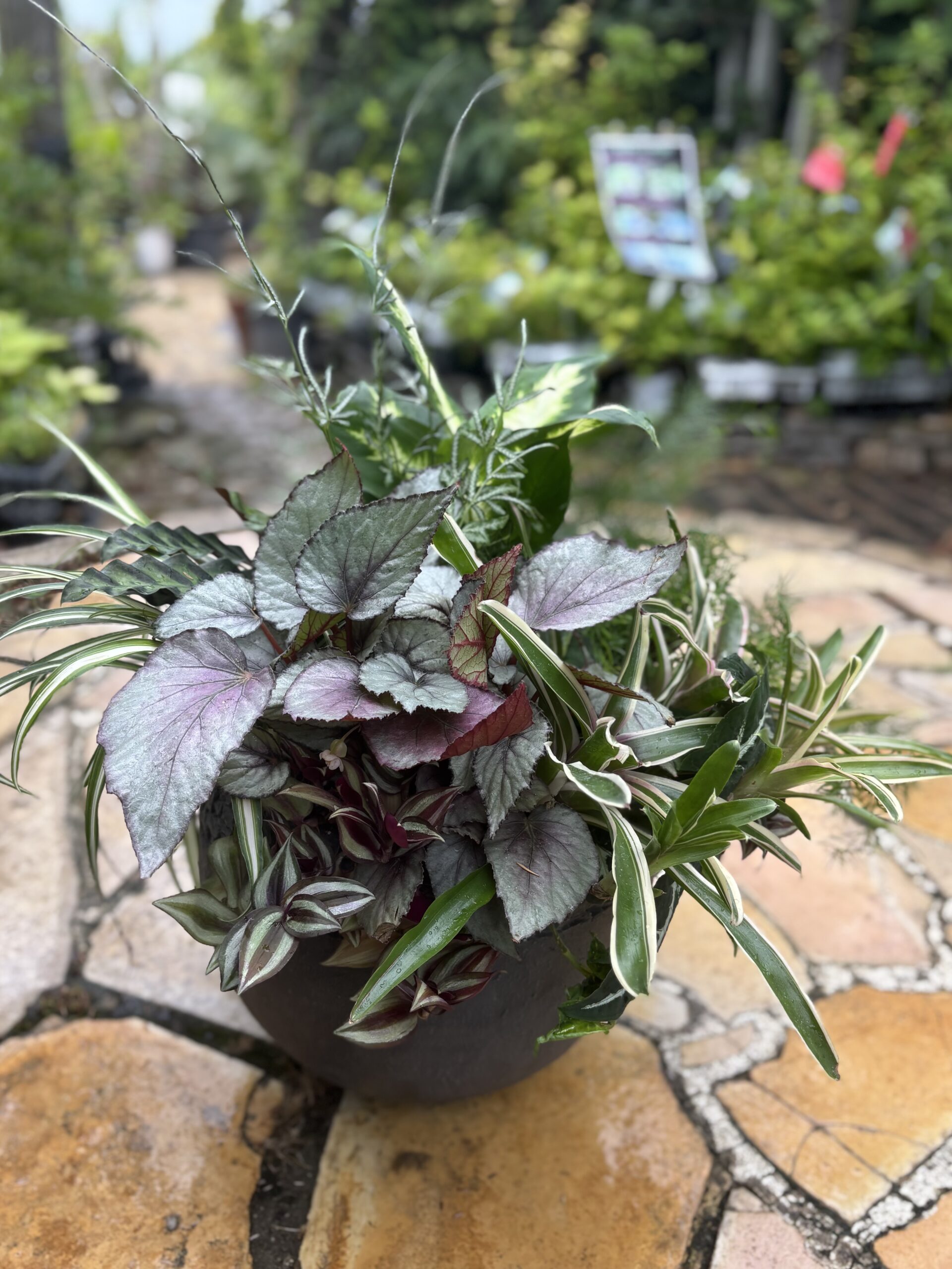 観葉植物の寄せ植えご紹介 - 大洋グリーン